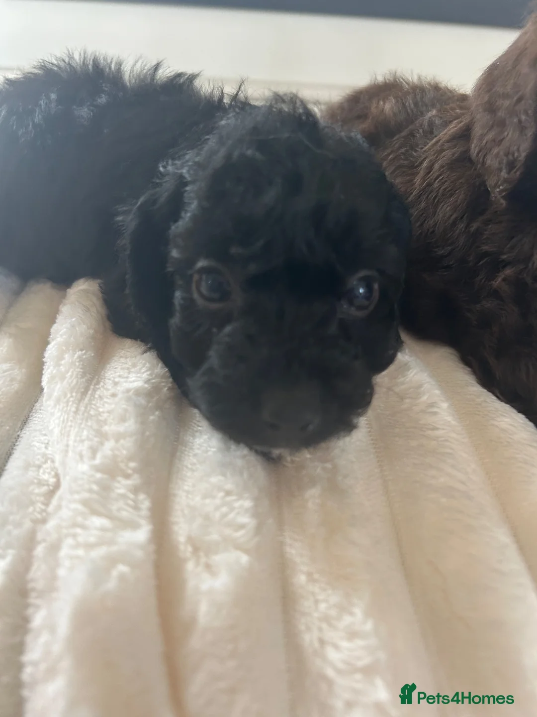 Jackapoo dogs for sale: 🐶🩷🩷jackapoos💙💙🐩 - Advert 7