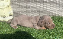 Miniature Dachshund dogs for sale: STUNNING KC REG MINIATURE DAPPLE DACHSHUNDS  - Image 13