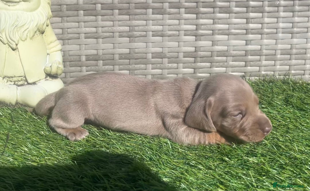 Miniature Dachshund dogs for sale: STUNNING KC REG MINIATURE DAPPLE DACHSHUNDS  - Image 13