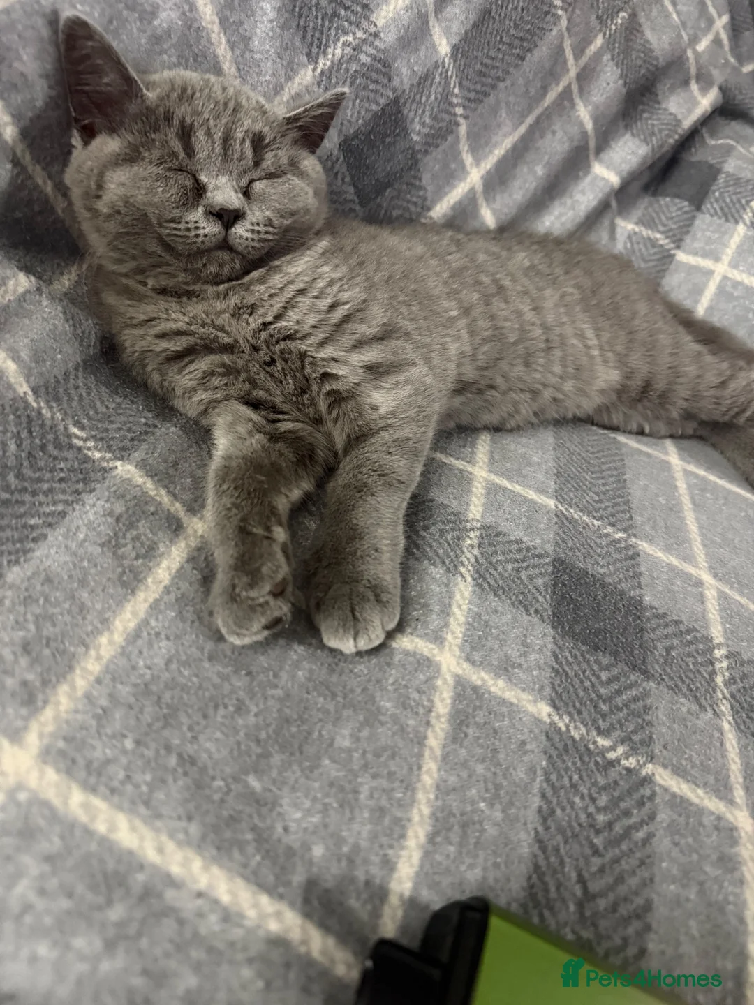 British Shorthair cats for sale: British Short hair  - Advert 6