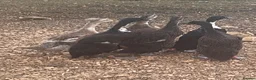 Ducks poultry for sale: Runner Ducklings for sale - Advert 7