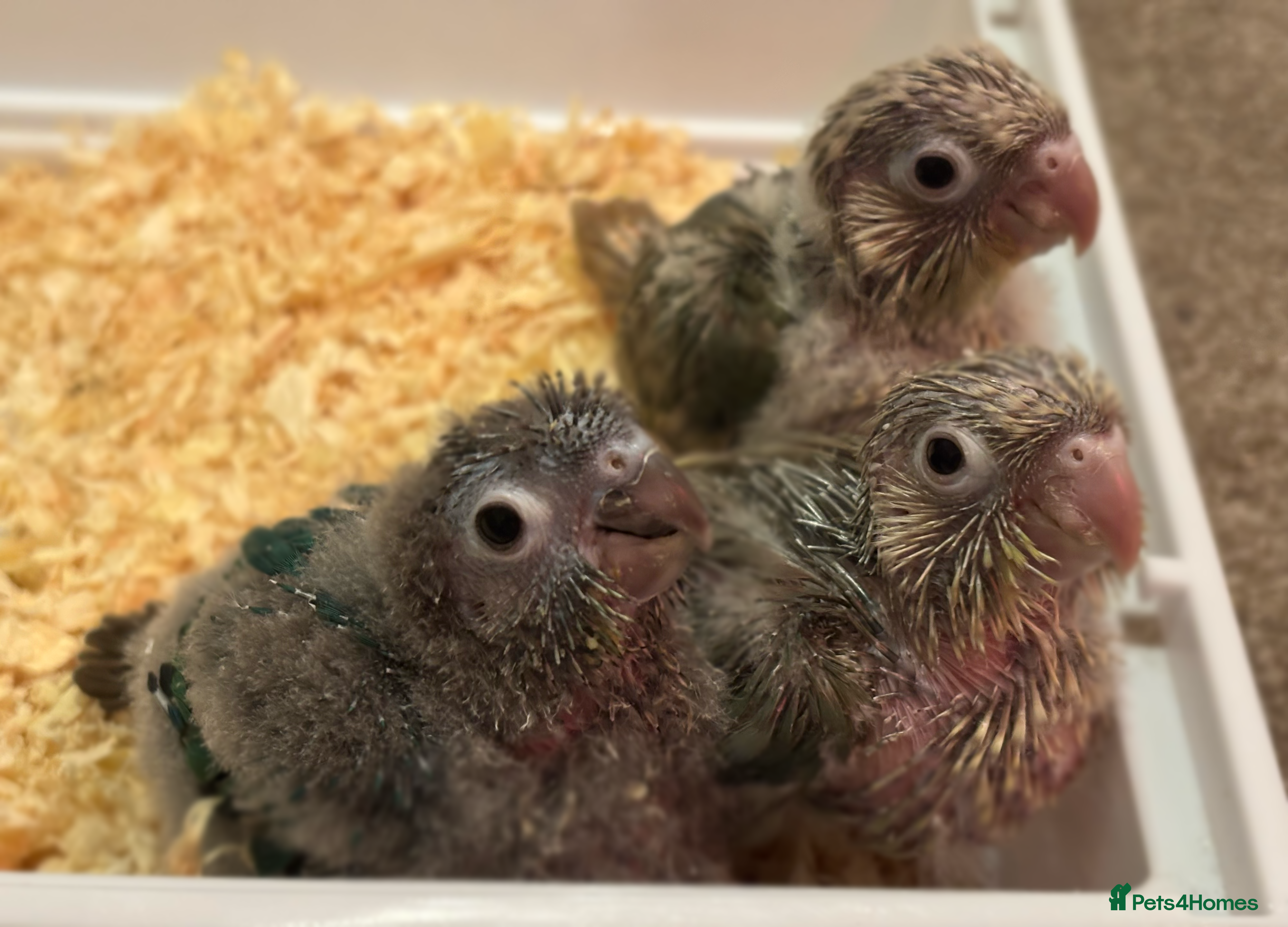 Conures birds hand reared green cheek conures - read description - Advert 5