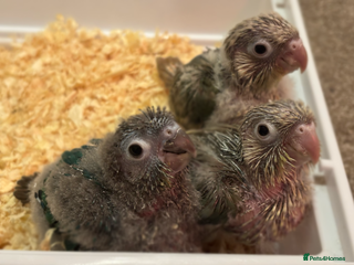 Conures birds hand reared green cheek conures - read description - Advert 5