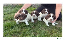 English Springer Spaniel dogs for sale: Pretty puppies with working parents ready now - Image 1