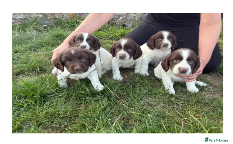 English Springer Spaniel dogs - Advert 1