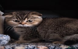 Scottish Fold cats for sale: 💙🩷LAST 2 SCOTTISH KITTENS ✅️TICA reg - Image 5