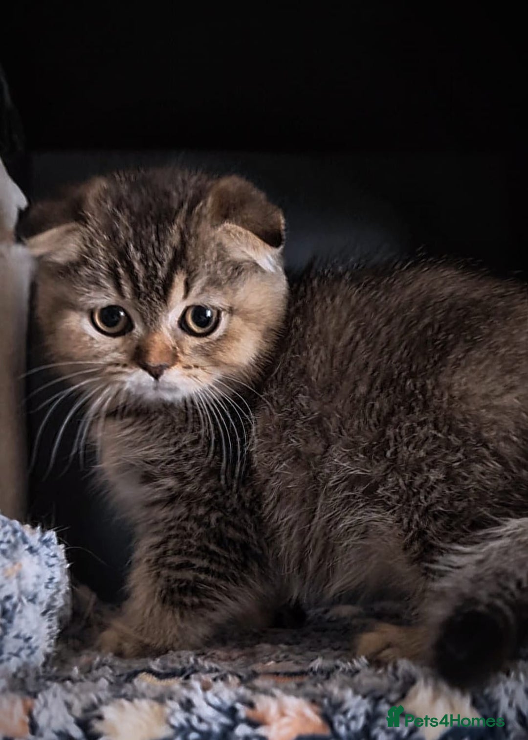 Scottish Fold cats for sale: 💙🩷LAST 2 SCOTTISH KITTENS ✅️TICA reg - Image 5