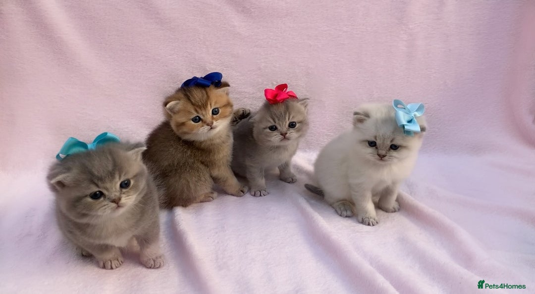 British Shorthair cats for sale: 💕Pedigree GCCF blue golden British shorthair - Image 4