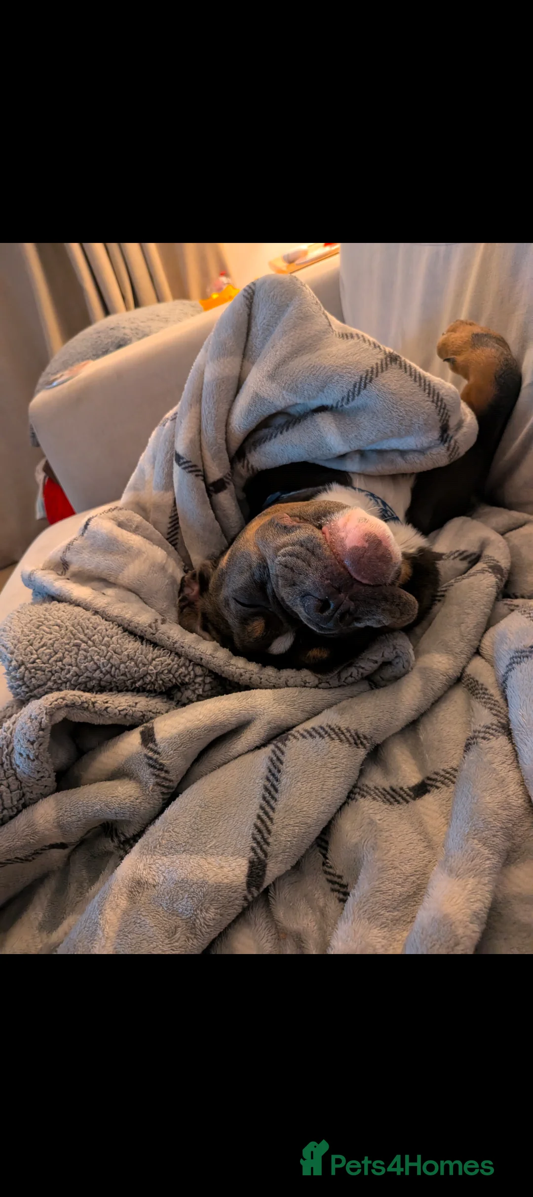 Mixed Breed dogs for sale: **10 months old bulldog cross** - Advert 12