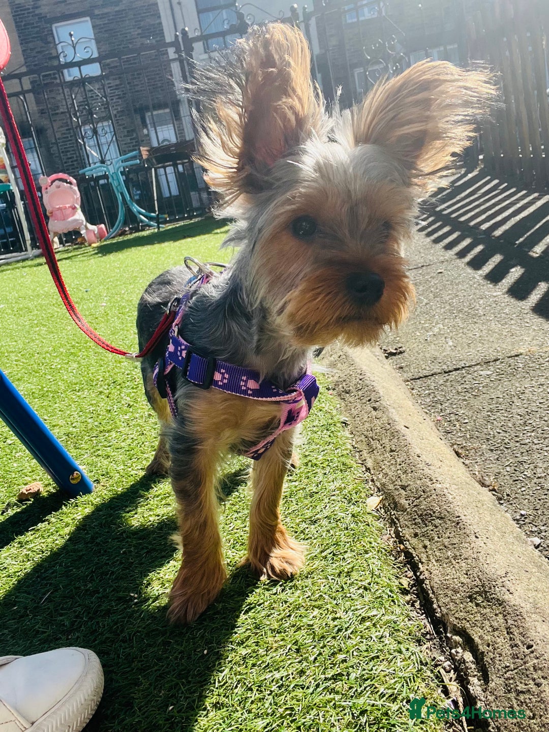 Yorkshire Terrier dogs for stud: Majlo - Image 5