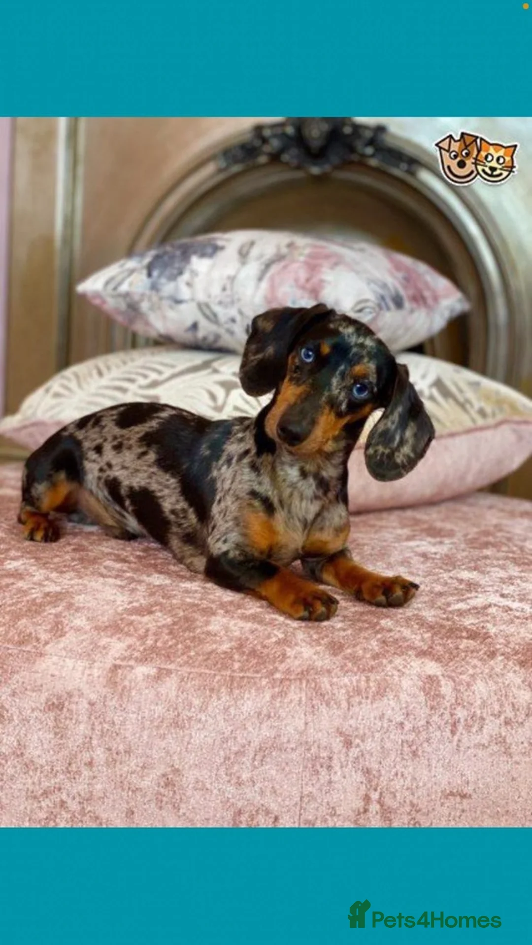 Miniature Dachshund dogs for stud: Dapple Stud. - Advert 7