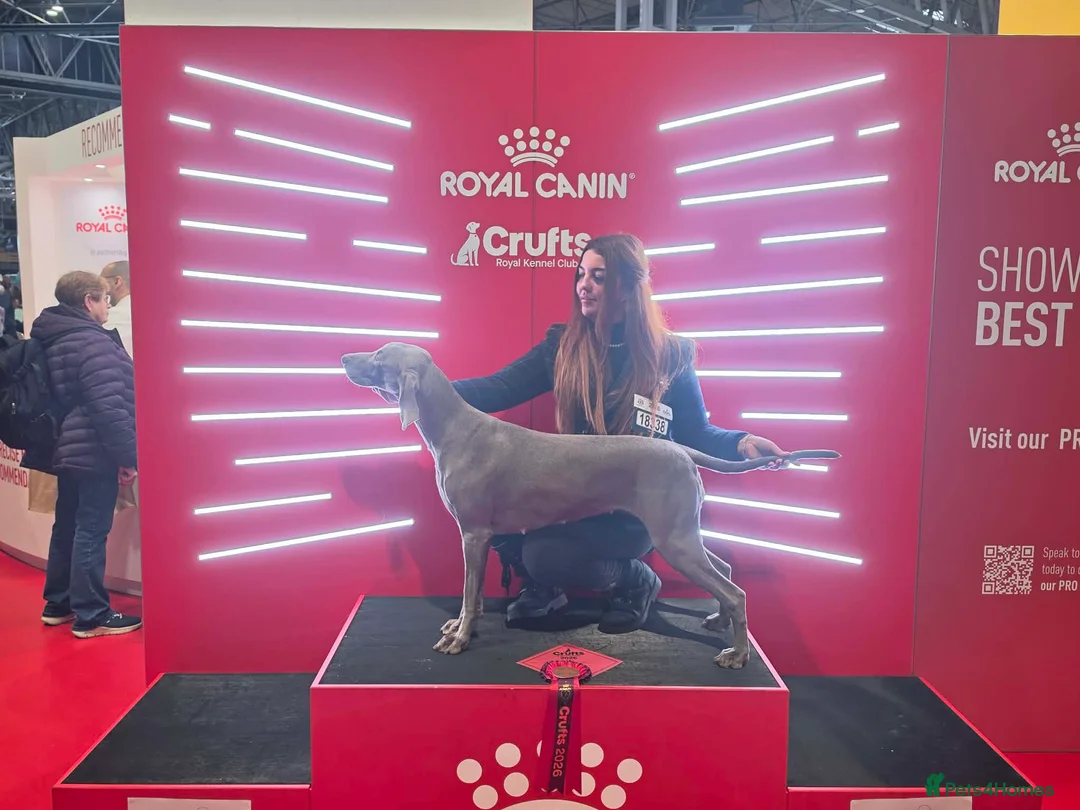 Weimaraner dogs for sale: Silver weimeraner puppies  - Advert 1