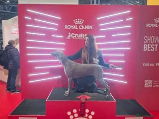 Weimaraner dogs Silver weimeraner puppies - Advert 18