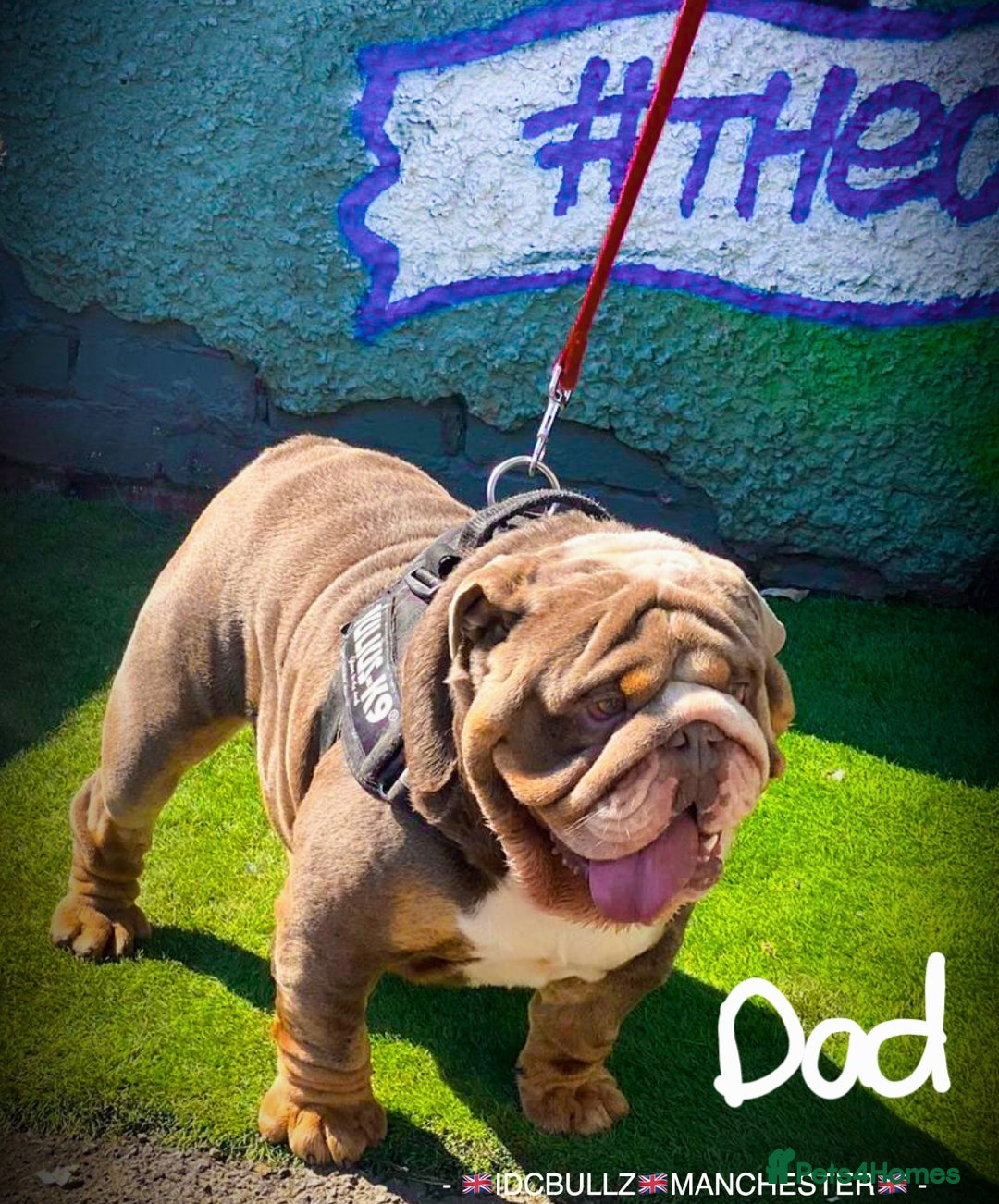 English Bulldog dogs for sale: Final Female English Bulldog available - Image 20