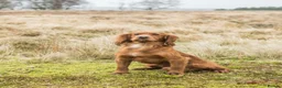 Cocker Spaniel dogs for sale: GORGEOUS GOLDEN HEALTH TESTED COCKER PUPPIES - Advert 22