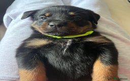 Rottweiler dogs for sale: Beautiful Rottweiler pups  - Image 13