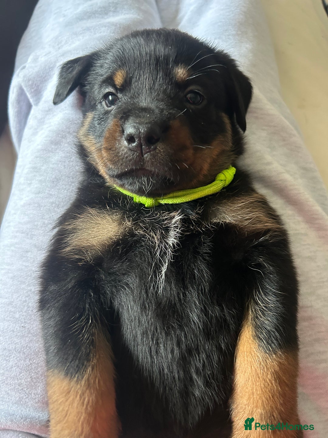 Rottweiler dogs for sale: Beautiful Rottweiler pups  - Image 13