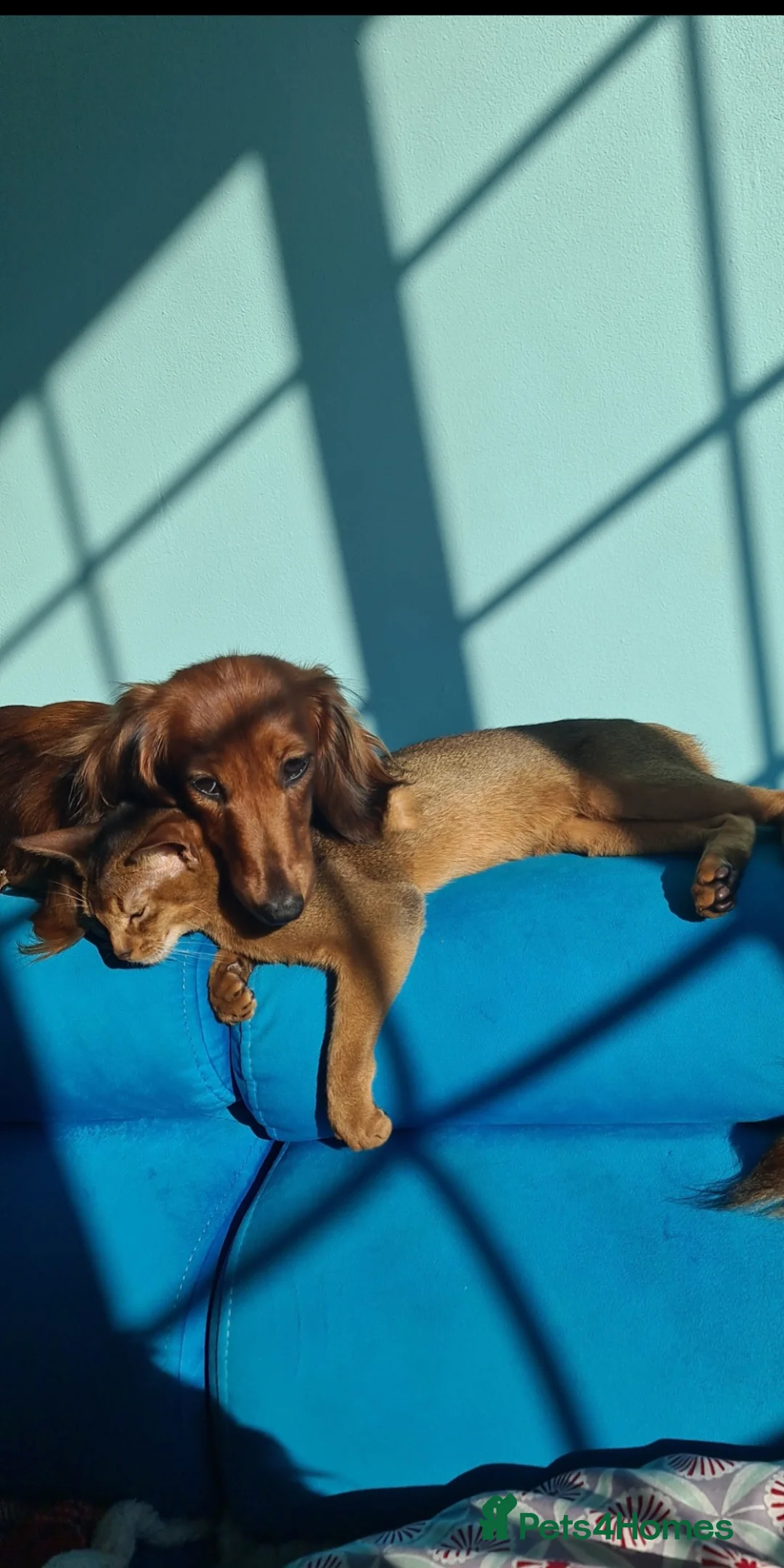 Miniature Dachshund dogs for sale: 6 beautiful long-haired dachshund pupps - Advert 21