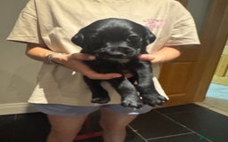 Mixed Breed dogs for sale: Sprollies - Image 16