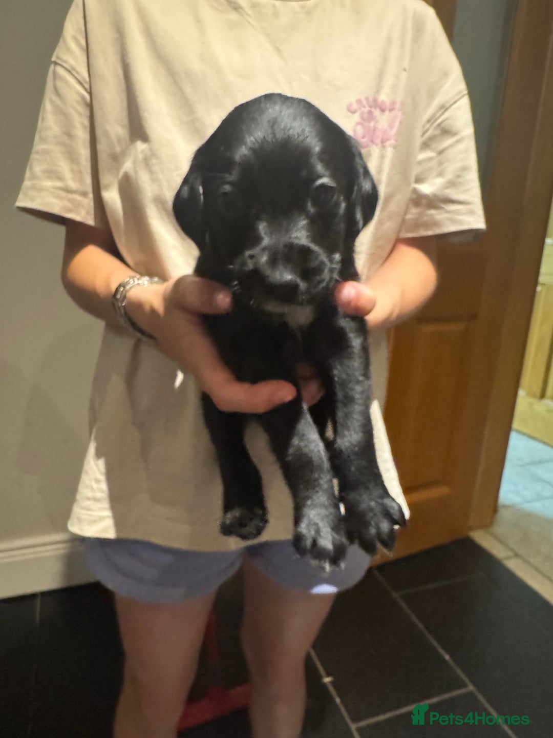 Mixed Breed dogs for sale: Sprollies - Image 16