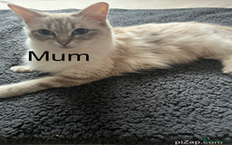 Ragdoll cats for sale: Ragdoll kittens - Image 3