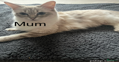 Ragdoll cats - Advert 5