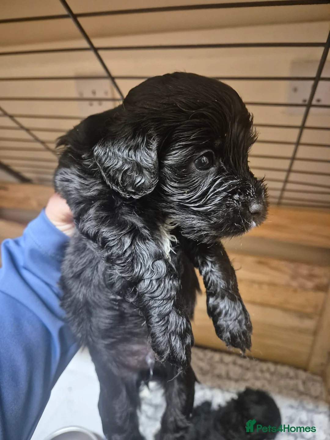 Jackapoo dogs for sale: Jackapoo boys  - Advert 2