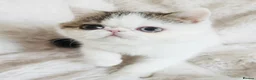 Exotic cats for sale: Extremely rare exotic shorthair kittens  - Advert 8