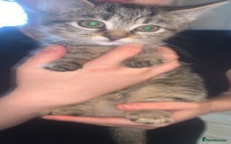 Domestic Shorthair cats for sale: domestic shorthair 26week - Image 2
