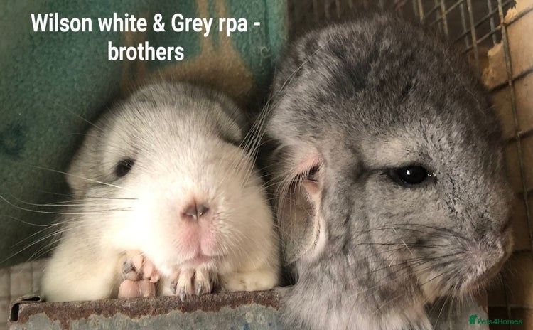 Chinchilla rodents in Bournemouth - Advert 2