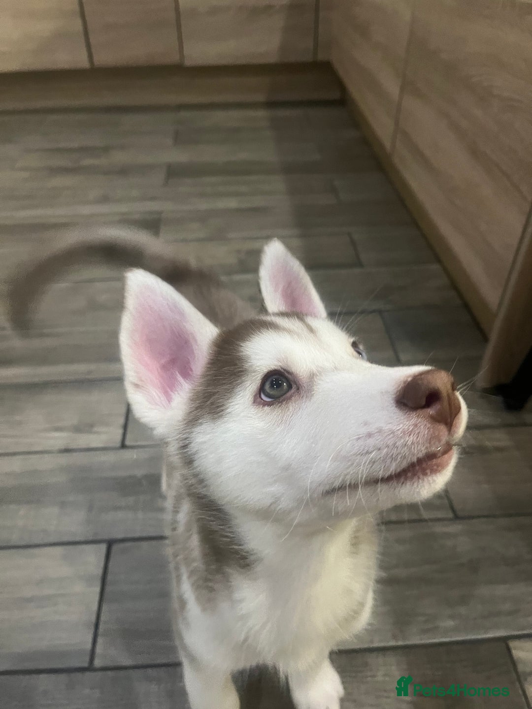 Siberian Husky dogs for sale: Siberian Husky puppies  - Advert 33