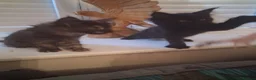 Maine Coon cats for sale: Black smoked PANTHERS!! 😍 - Advert 5