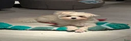 Maltipoo dogs for sale: Maltipoo  - Advert 1