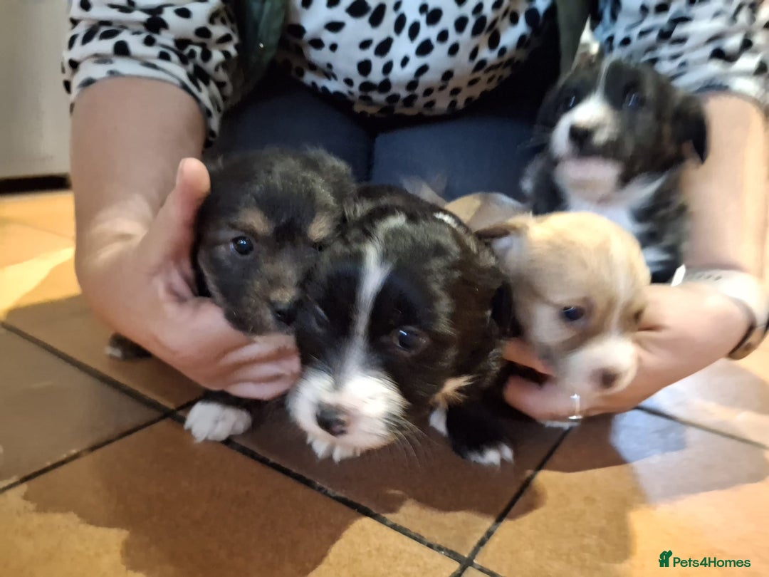 Jackapoo dogs for sale: Super Cute Jackapoo babies - Image 10