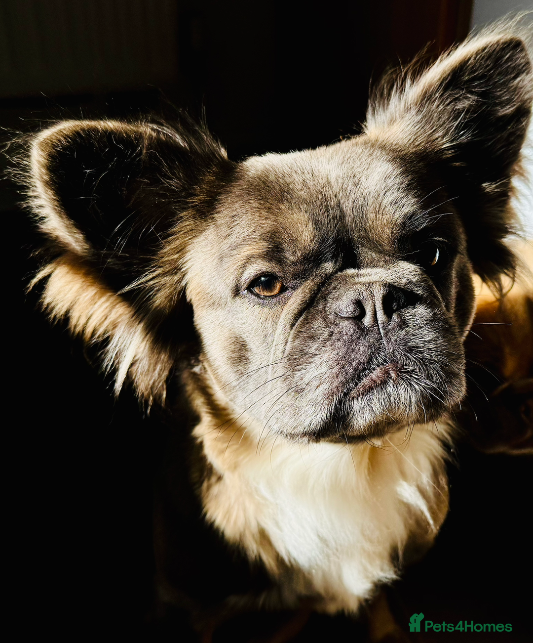 French Bulldog dogs for sale: Female Full Visual Fluffy French Bull Dog  - Advert 5