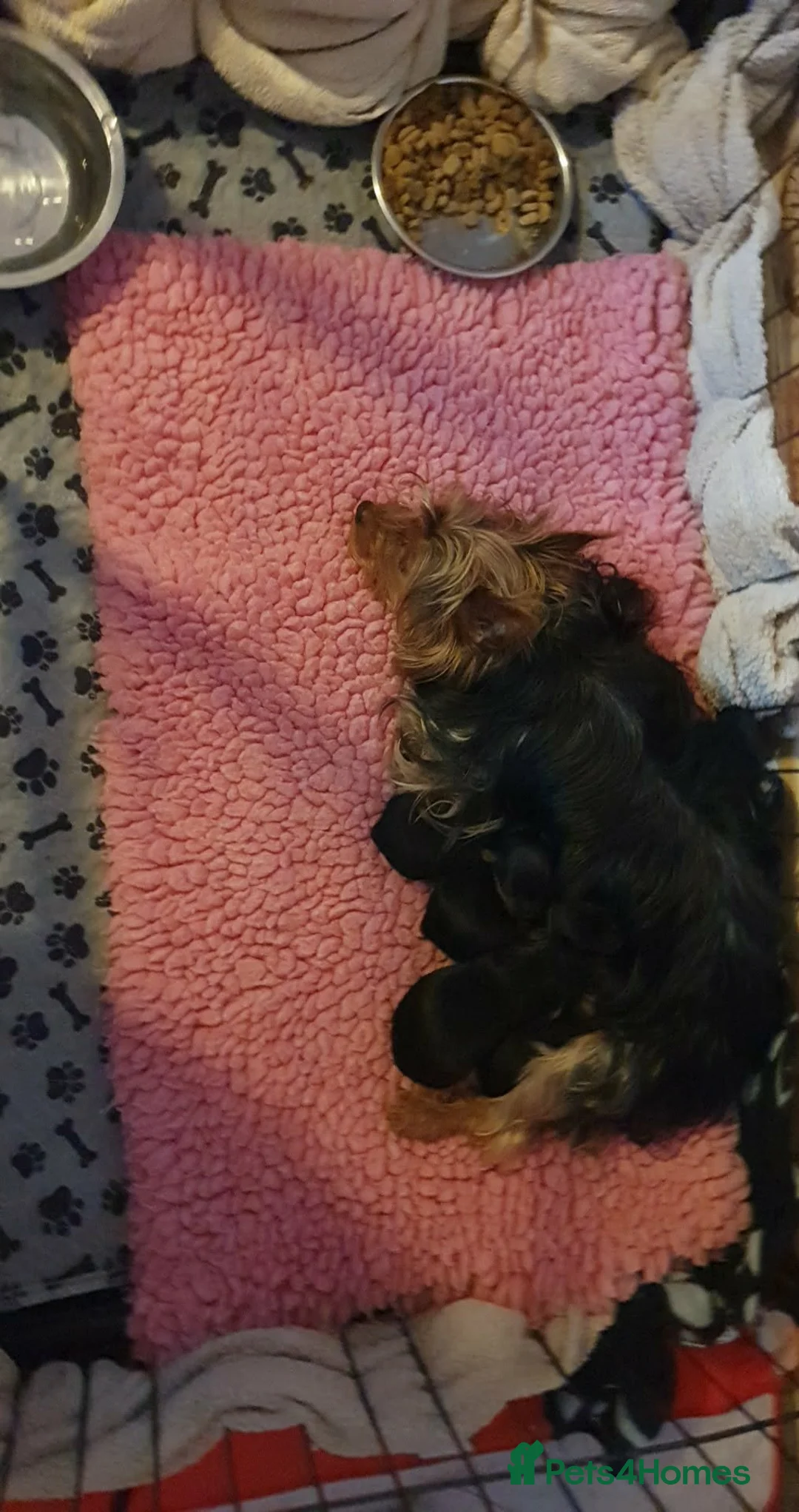 Yorkshire Terrier dogs for sale: Yorkshire terrier puppies  - Advert 14