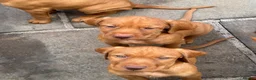 Hungarian Vizsla dogs for sale: Pedigree Hungarian Wirehaired Vizsla puppies - Advert 4