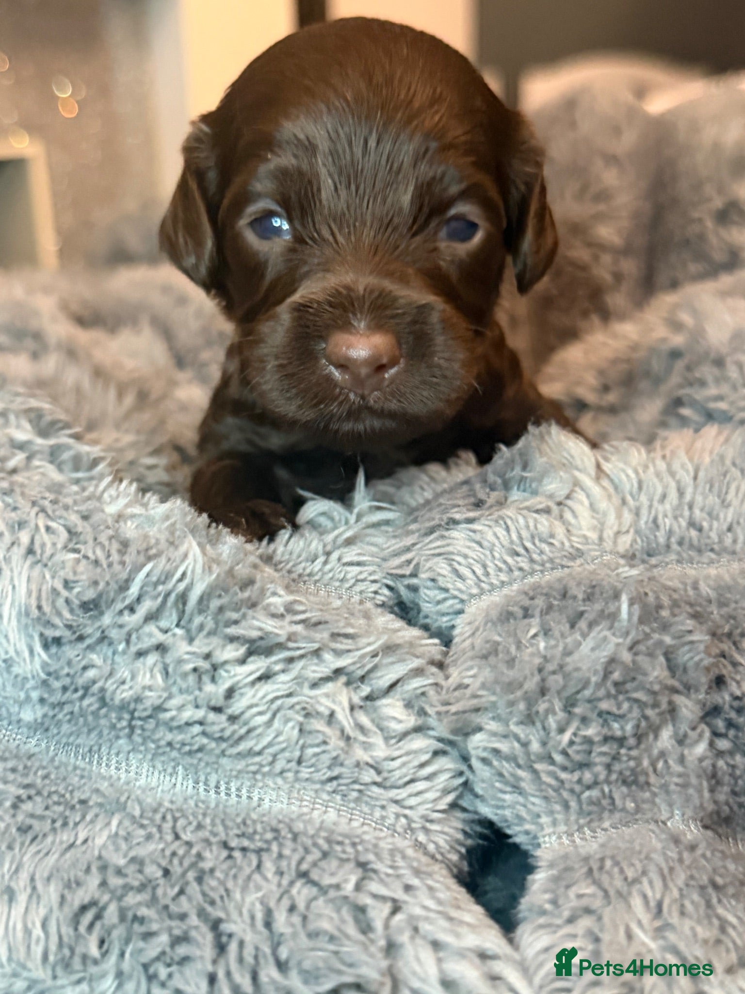 Cockapoo dogs F2 cockapoo family raised  - Advert 15