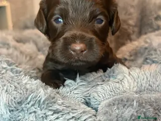 Cockapoo dogs F2 cockapoo family raised - Advert 4