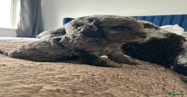 Cavapoo dogs - Advert 4