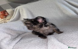 French Bulldog dogs for sale: Fluffy french bulldog puppies - Image 16
