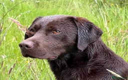 Labrador Retriever dogs for stud: WORKING CHOCOLATE LABRADOR STUD 0/0 HIPS & ELBOWS - Image 4