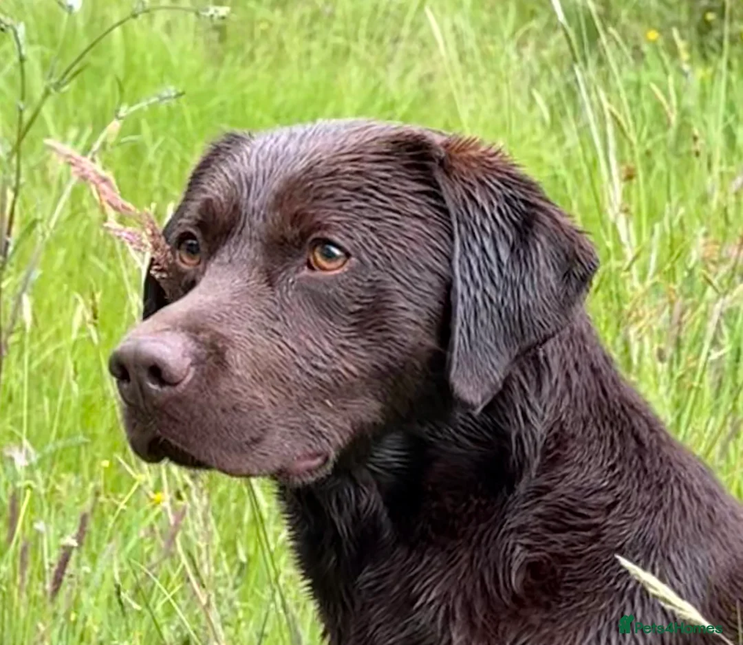Labrador Retriever dogs for stud: WORKING CHOCOLATE LABRADOR STUD 0/0 HIPS & ELBOWS - Advert 4