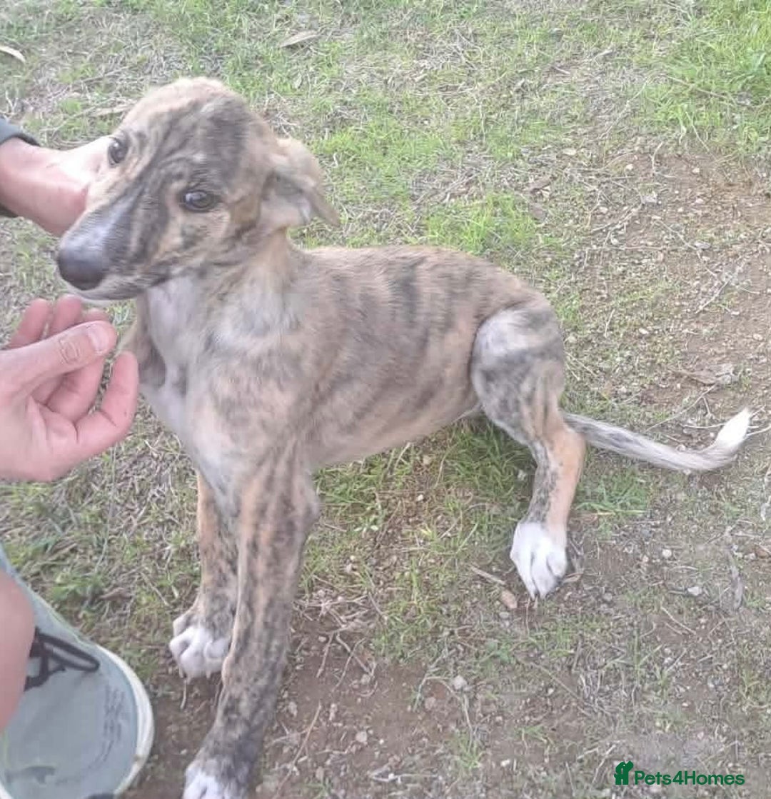 Mixed Breed dogs for adoption: Taz needs a loving home  - Advert 17