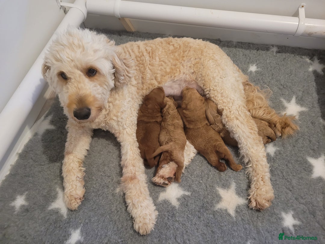 Mixed Breed dogs for sale: Miniature Goldendoodle Puppies - Image 3