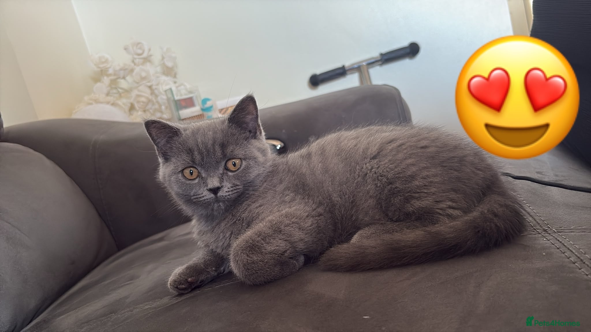 British Shorthair cats British Shorthair Kitten - Advert 1