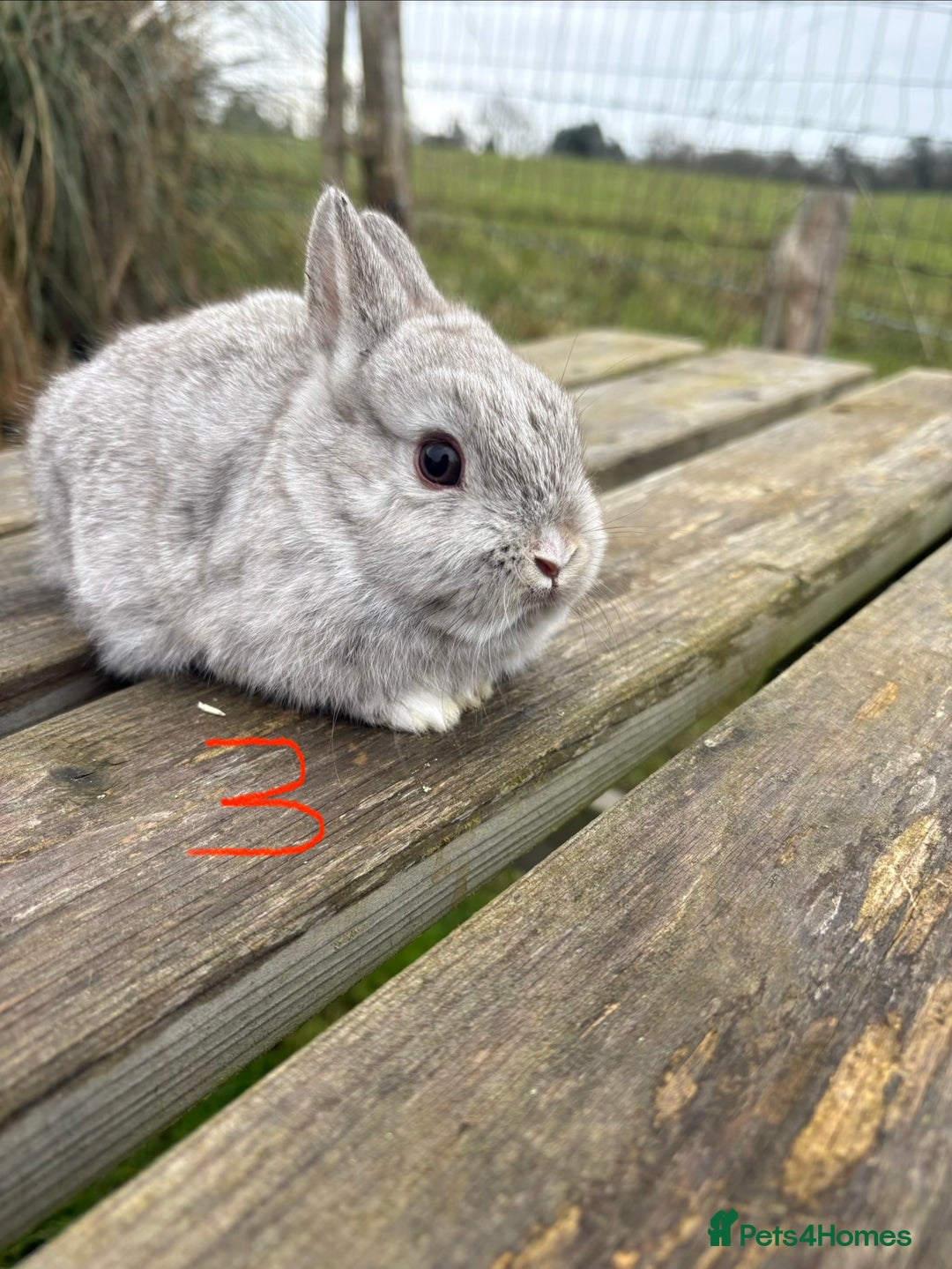 Netherland Dwarf rabbits for sale: Three beautiful Netherland dwarf babies  - Advert 9
