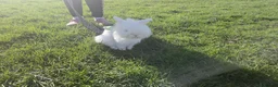 Lionhead rabbits for sale: Double Lionhead  - Advert 10