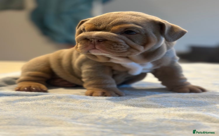 English Bulldog dogs - Advert 9