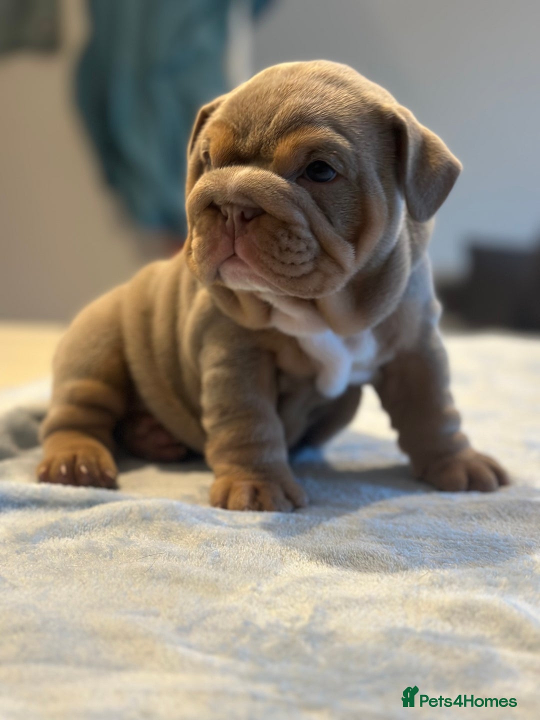 English Bulldog dogs for sale: Stunning KC Registered English Bulldog Puppies - Image 1